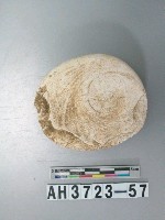 藏品(小型螺蓋製貝刮器)的圖片